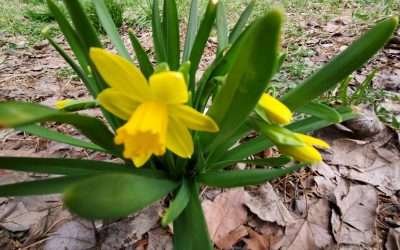 Springing Ahead